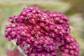 Nice pink purple achillea flowers