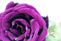 Nice pink rose photo detail Royalty Free Stock Photo