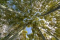 Nice poplar trees from bottom view in a sunny day in Spain Royalty Free Stock Photo