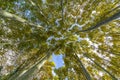 Nice poplar trees from bottom view in a sunny day in Spain Royalty Free Stock Photo