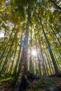 Nice poplar trees from bottom view in a sunny day in Spain Royalty Free Stock Photo