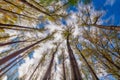 Nice poplar trees from bottom view in a sunny day in Spain Royalty Free Stock Photo