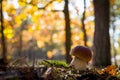 Nice porcini mushroom in sunny forest Royalty Free Stock Photo