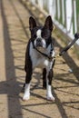 Portrait of bulldog on a leash