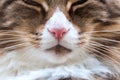 Nice portrait of a norwegian forest cat face with a big pink nose Royalty Free Stock Photo