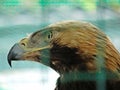 nice portrait golden eagle close up view Royalty Free Stock Photo