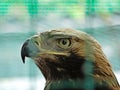 nice portrait golden eagle close up view Royalty Free Stock Photo