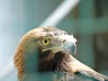 nice portrait golden eagle close up view Royalty Free Stock Photo