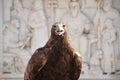 Nice portrait golden eagle on the white background Royalty Free Stock Photo