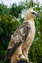 Nice Portrait of Golden Falcon Royalty Free Stock Photo