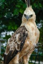 Nice Portrait of Golden Falcon Royalty Free Stock Photo