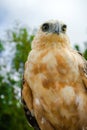 Nice Portrait of Golden Falcon Royalty Free Stock Photo