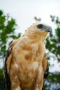 Nice Portrait of Golden Falcon Royalty Free Stock Photo