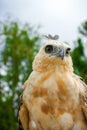 Nice Portrait of Golden Falcon Royalty Free Stock Photo