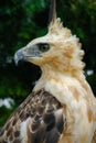 Nice Portrait of Golden Falcon Royalty Free Stock Photo
