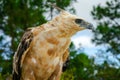 Nice Portrait of Golden Falcon Royalty Free Stock Photo