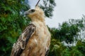 Nice Portrait of Golden Falcon Royalty Free Stock Photo