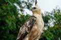 Nice Portrait of Golden Falcon Royalty Free Stock Photo