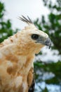 Nice Portrait of Golden Falcon Royalty Free Stock Photo