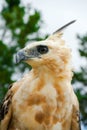 Nice Portrait of Golden Falcon Royalty Free Stock Photo