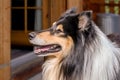 Nice portrait of a gorgeous Scottisch or Scotch, Rough Collie