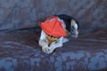 portrait of mixed breed female three colored dog wearing red bow on head and being self-conscious about it