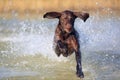 Nice portrait of the thoroughbred hunting dog German shorthaired pointer brown color. Funny ears pointing on different sides.