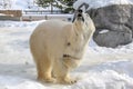 A nice pose of Polar bear on snow covered ground in Japan.