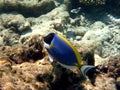 Nice Powder Blue Tang Royalty Free Stock Photo