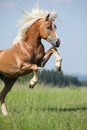 Nice Prancing Haflinger Stallion