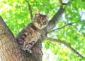 Nice pretty striped kitten sits high on a tree with bright foliage in a sunny summer garden