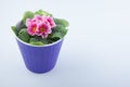 Nice primula flower with rose petals and green leaves growing in purple plastic pot on white. Space for text Royalty Free Stock Photo