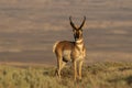 Alert Pronghorn Antelope Buck Royalty Free Stock Photo