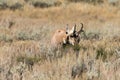 Nice Pronghorn Buck in Rut Royalty Free Stock Photo