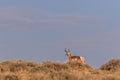 Nice Pronghorn Buck on a Ridge Royalty Free Stock Photo