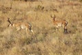 Nice Pronghorn Bucks Royalty Free Stock Photo