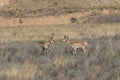 Nice Pronghorn Bucks Royalty Free Stock Photo