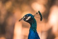 Nice proud peacock head with blue feathers Royalty Free Stock Photo