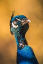Nice proud peacock head with blue feathers