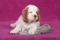 Nice puppy posing on pink background