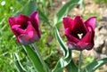 Nice purple blossoms of tulips