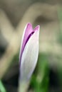 Nice purple Bud of Crocus blossoms in early spring