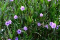 Nice purple flower blossom