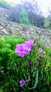 Nice Purple Flower In The Garden