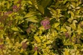 Nice purple flowers on a background of yellow foliage. Close up