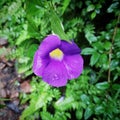 A nice purple little flower