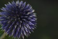 Nice purple thistle - like fireworks in the sky