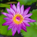 Nice purple waterlily