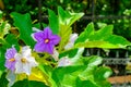 Nice purple wild eggplant flowers blooming