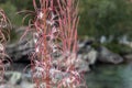 Nice purple wild flowers blossom macro on river bank in mountains Royalty Free Stock Photo